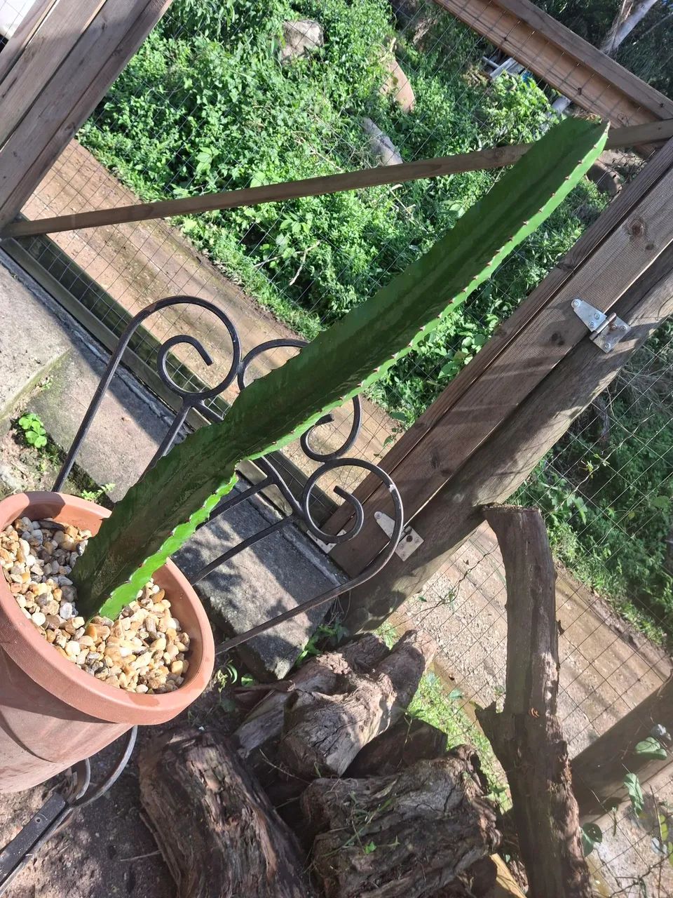 CACTO MANDACARU - 70 cm!  - Foto 2