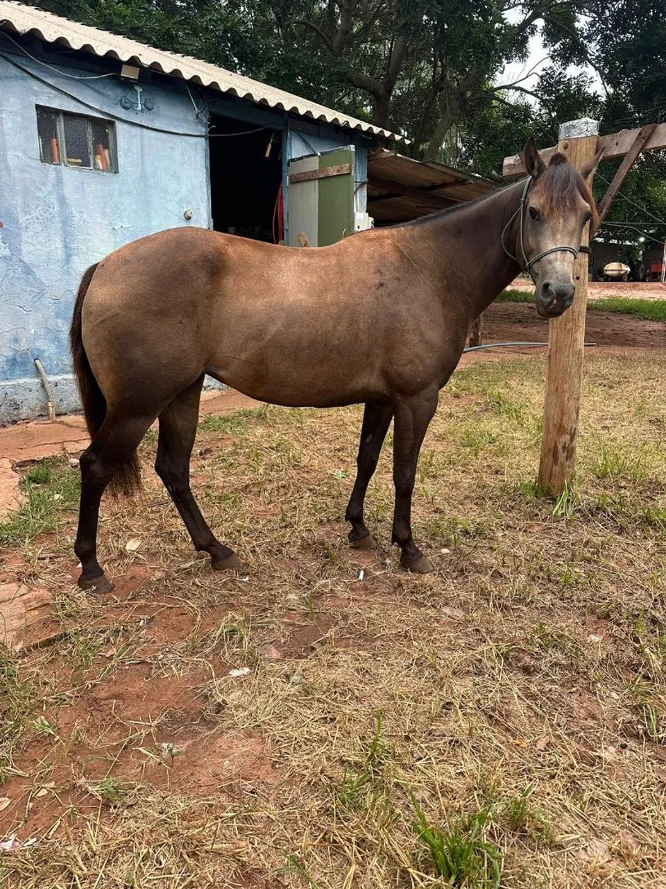 Potra quarto de milha  - Foto 4