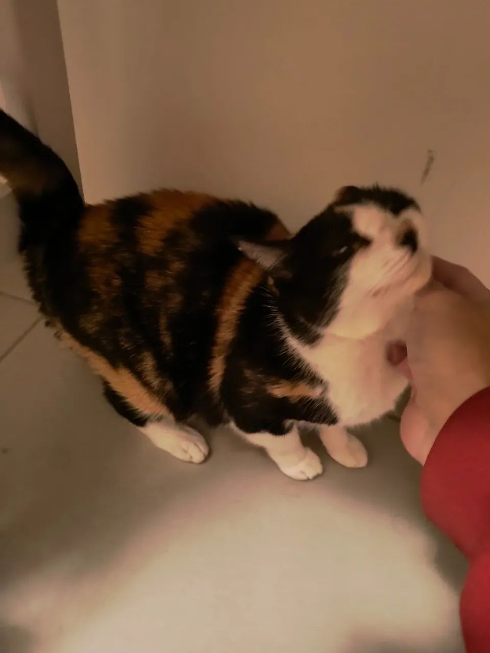Doação gato - Foto 2
