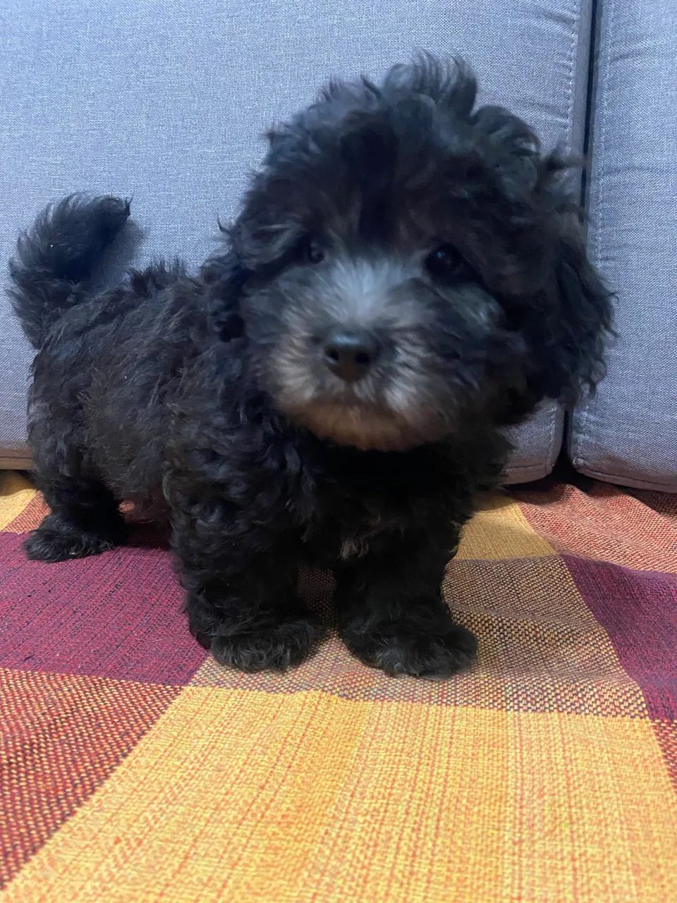 Cachorro  - Foto 2