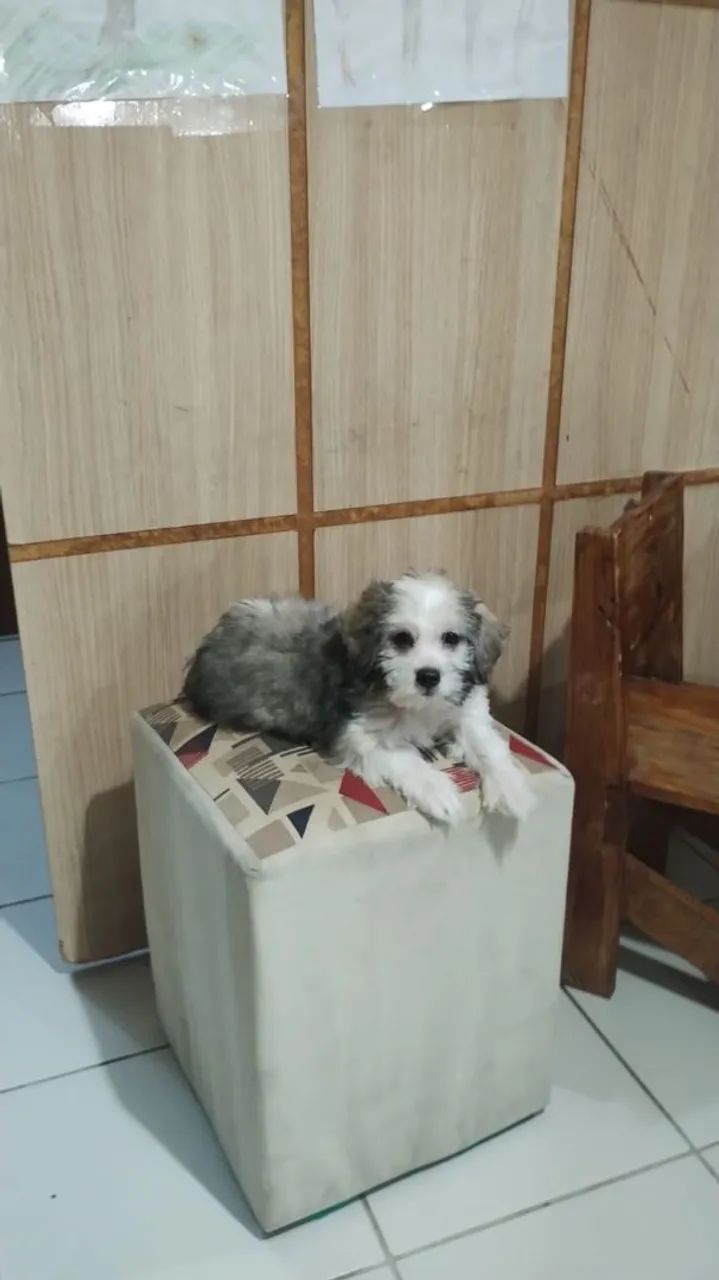 CACHORRO LHASA APSO ORIGINAL  - Foto 6