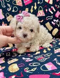 Poodle toy filhotes 