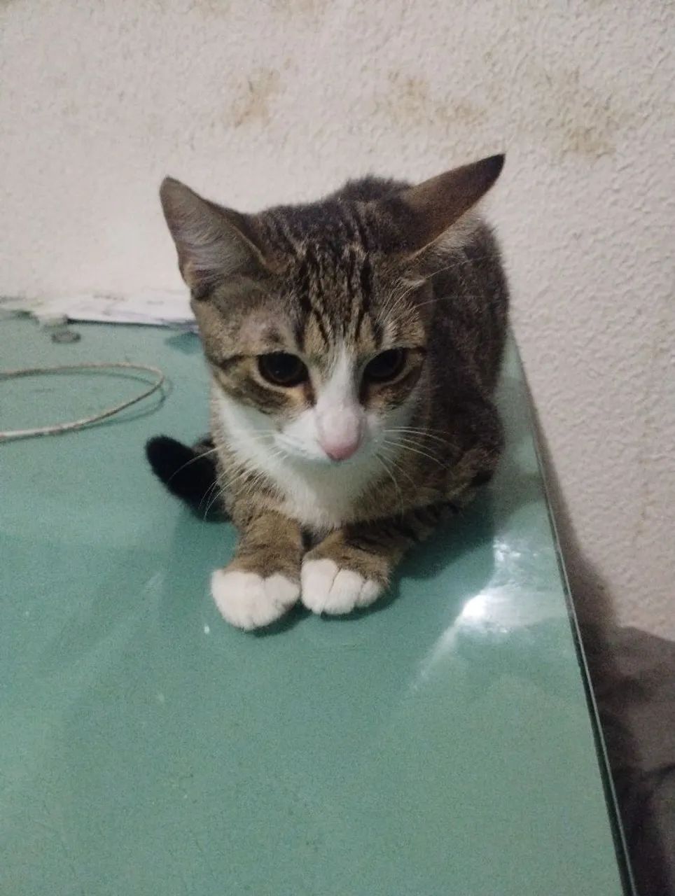 Doação de gatos fêmea  - Foto 3