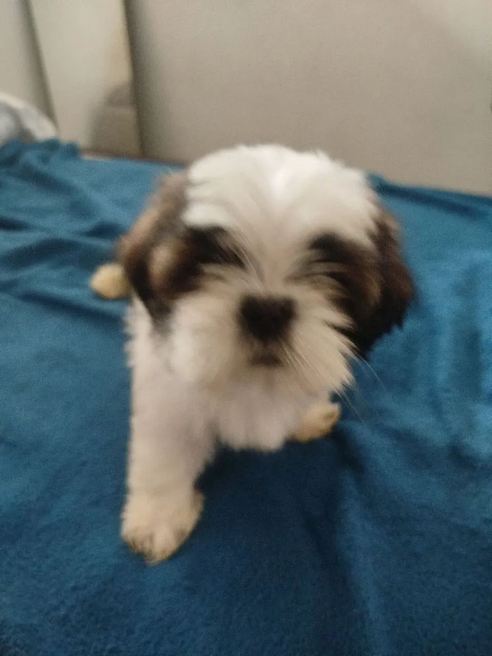 Cachorro da raça shih Tzu  - Foto 3