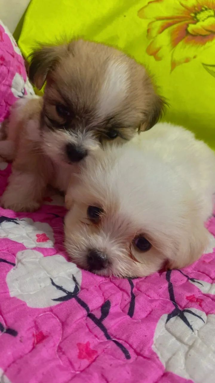 Filhote Shihtzu  - Foto 6
