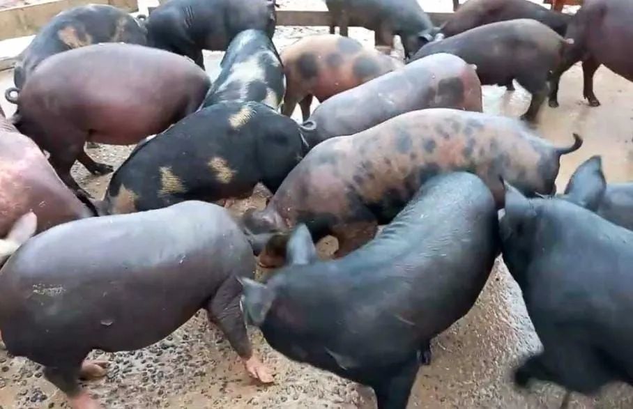 Porco caipira  - Foto 4