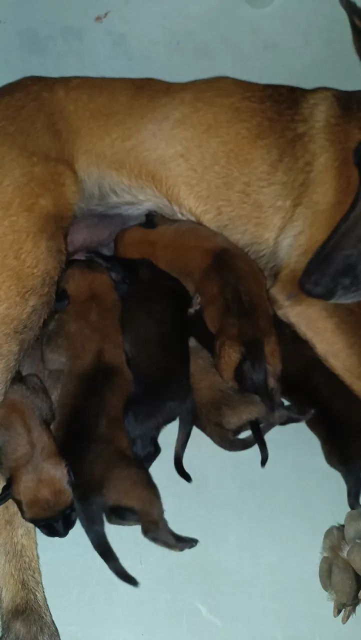Cães raça belga malinois  - Foto 5
