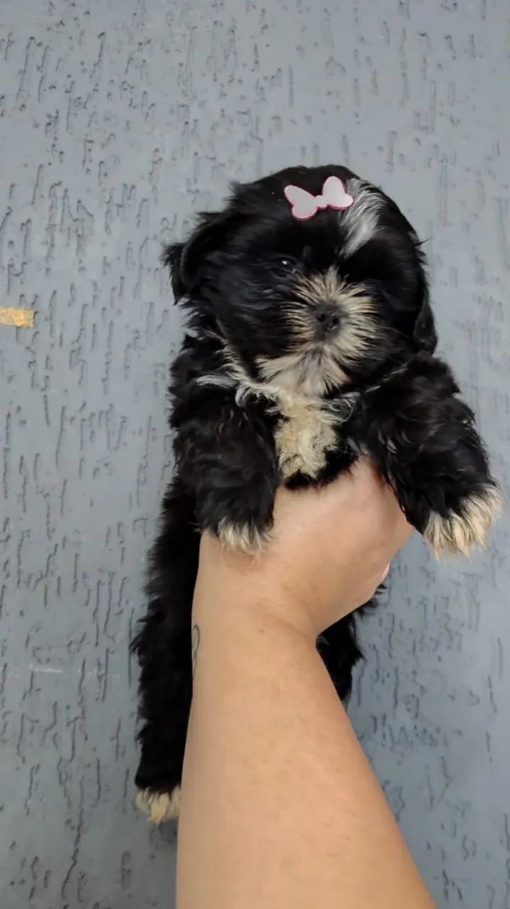 Lindos filhotes de Shih Tzu disponíveis  - Foto 2