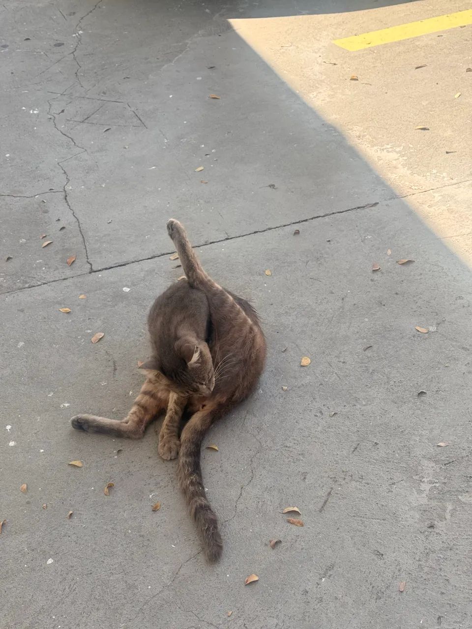 Gatos e gatas castrados para doação  - Foto 3