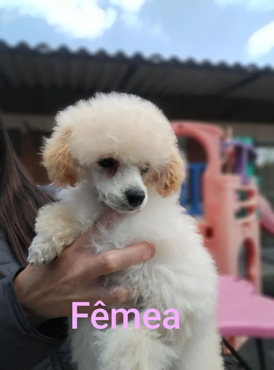 Poodle toy - Foto 2