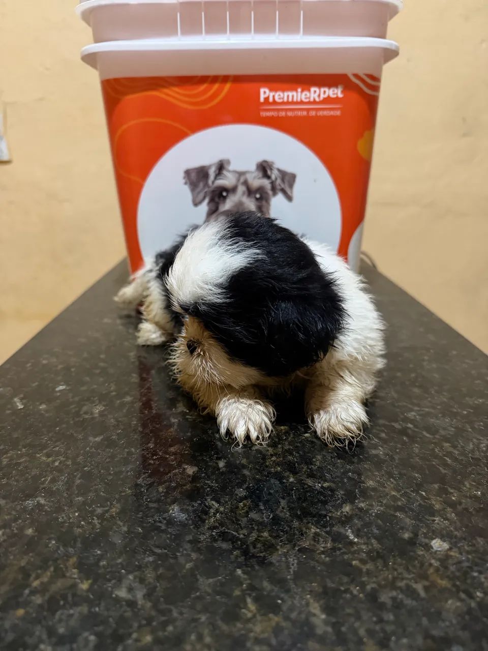 Shihtzu - Foto 4