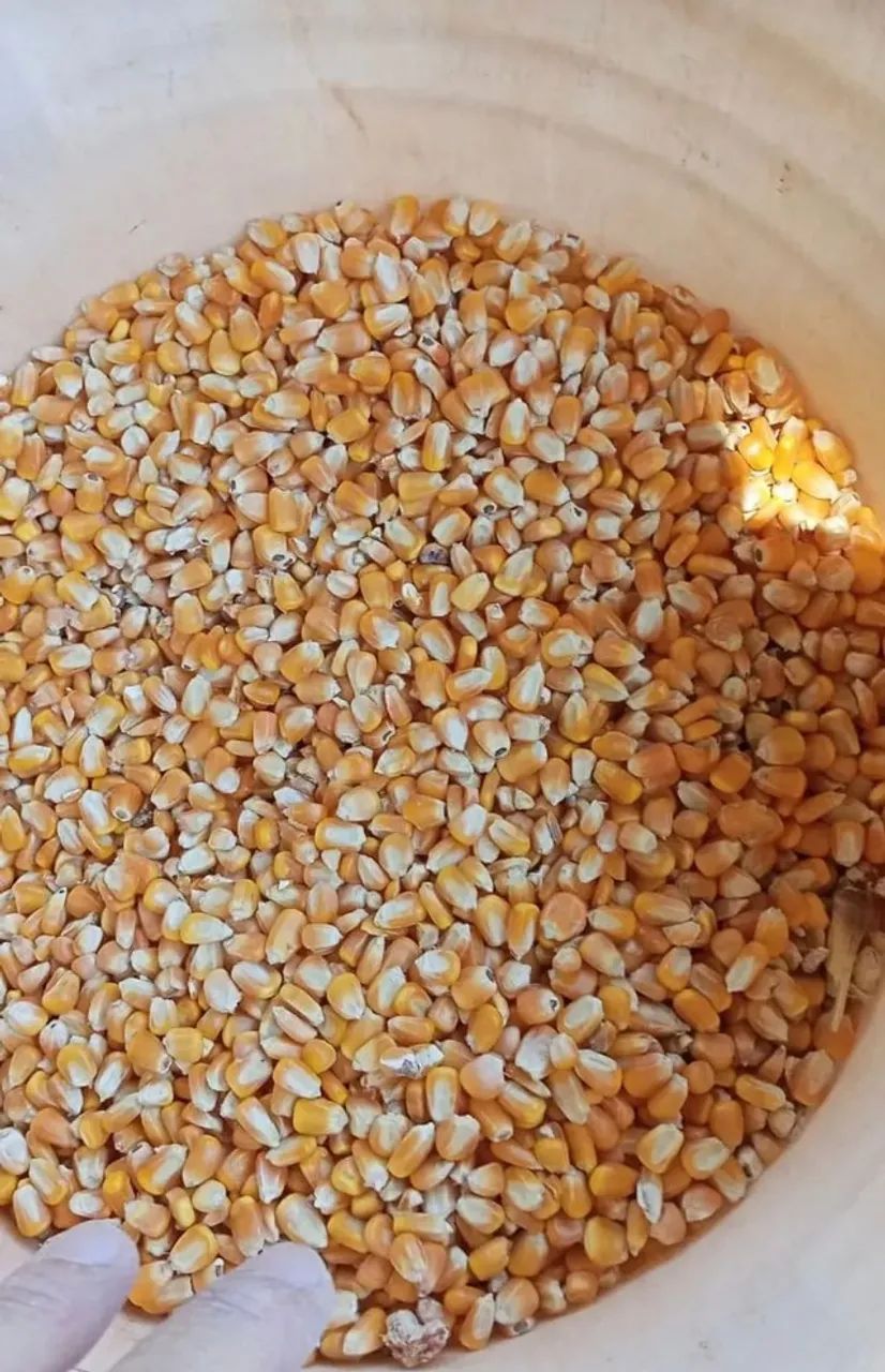 Milho Padrão 1,Quirela de Milho moído, Farelo de Soja Direto da Fazenda - Foto 4