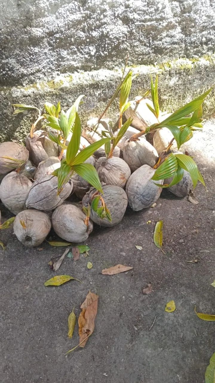Muda de coqueiro (coco amarelo) - Foto 3