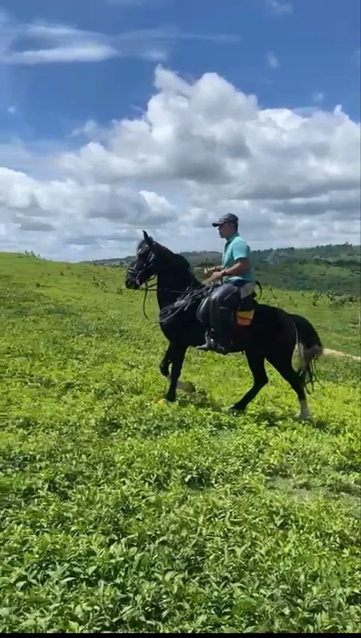 Cavalo Mangalarga Marchador Preto Registrado - Fator do Kelner - Foto 3