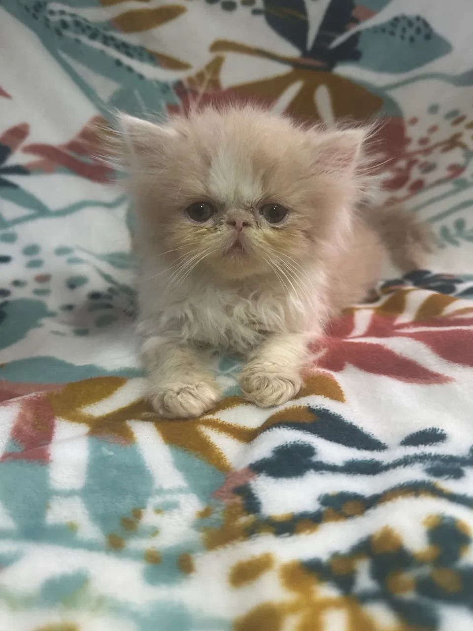 Gato persa  - Foto 3