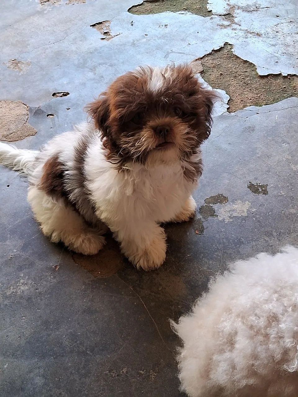 Cachorro