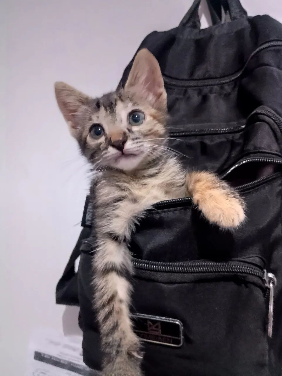 Gata para doação  - Foto 4