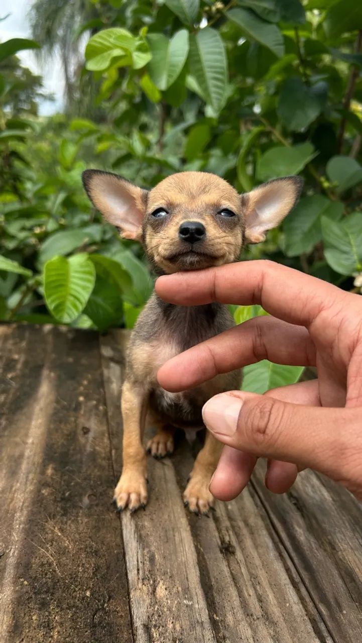 Pinscher  - Foto 4