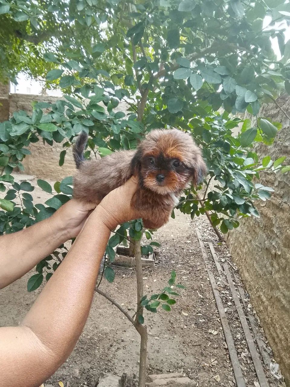 Shih tzu fígado e tricolor  - Foto 3