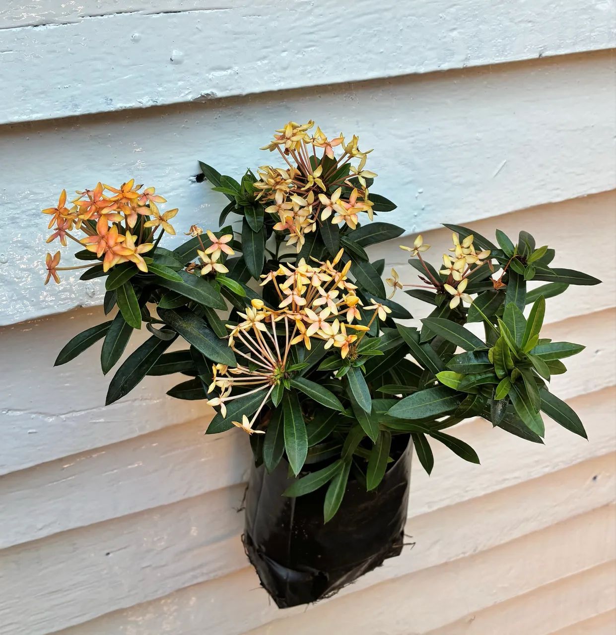 Mini ixoras para plantas resistentes e floríferas pra jardim vermelha e amarela - Foto 3