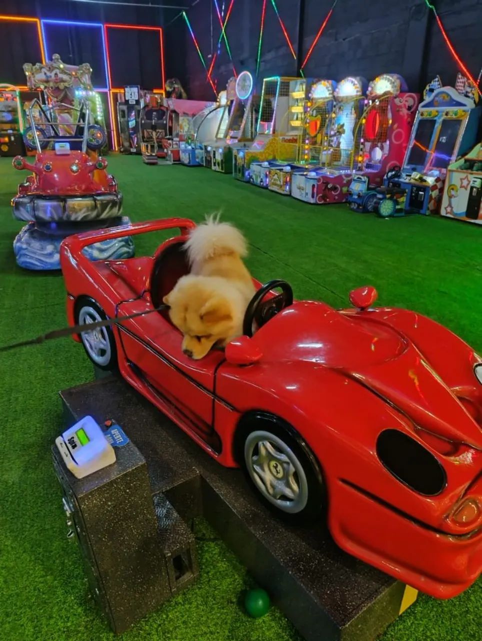 Cachorro chow-chow - Foto 2