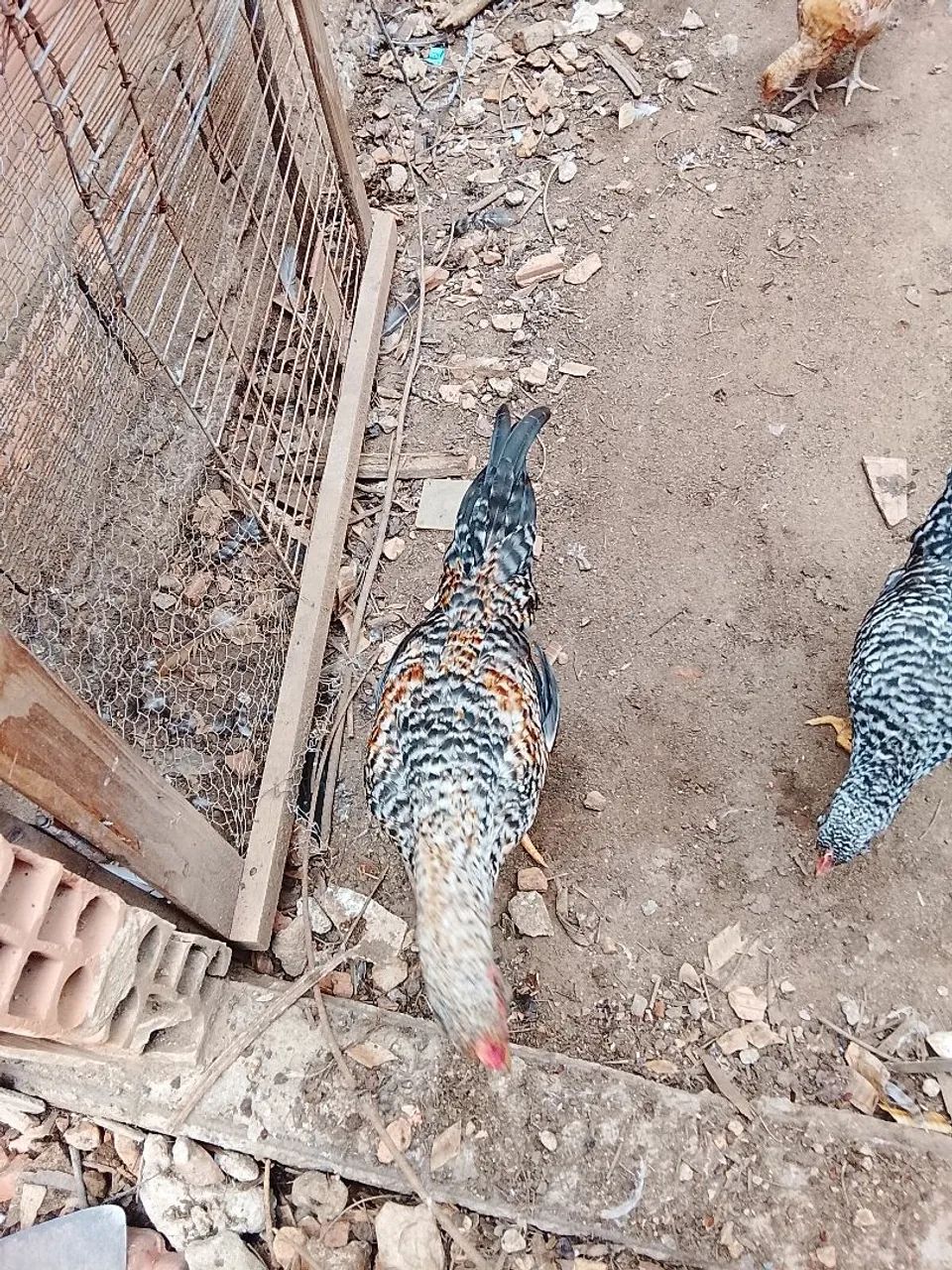 Veda de galinha e frangos  - Foto 5