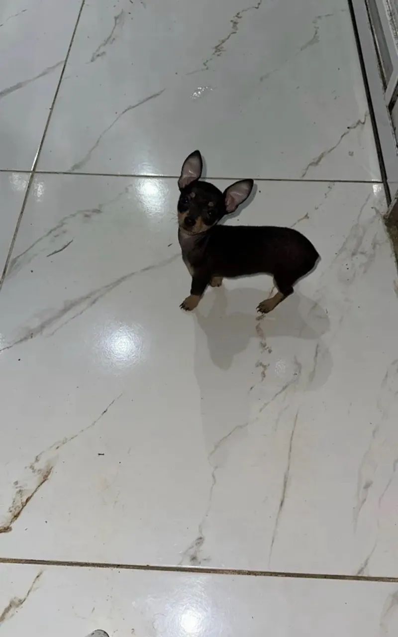 Pinscher  - Foto 2