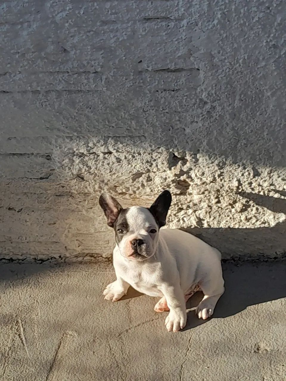 Bulldog Francês macho  - Foto 2