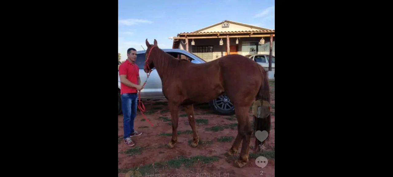 Vendo égua Quarto de milha sem documento  - Foto 2
