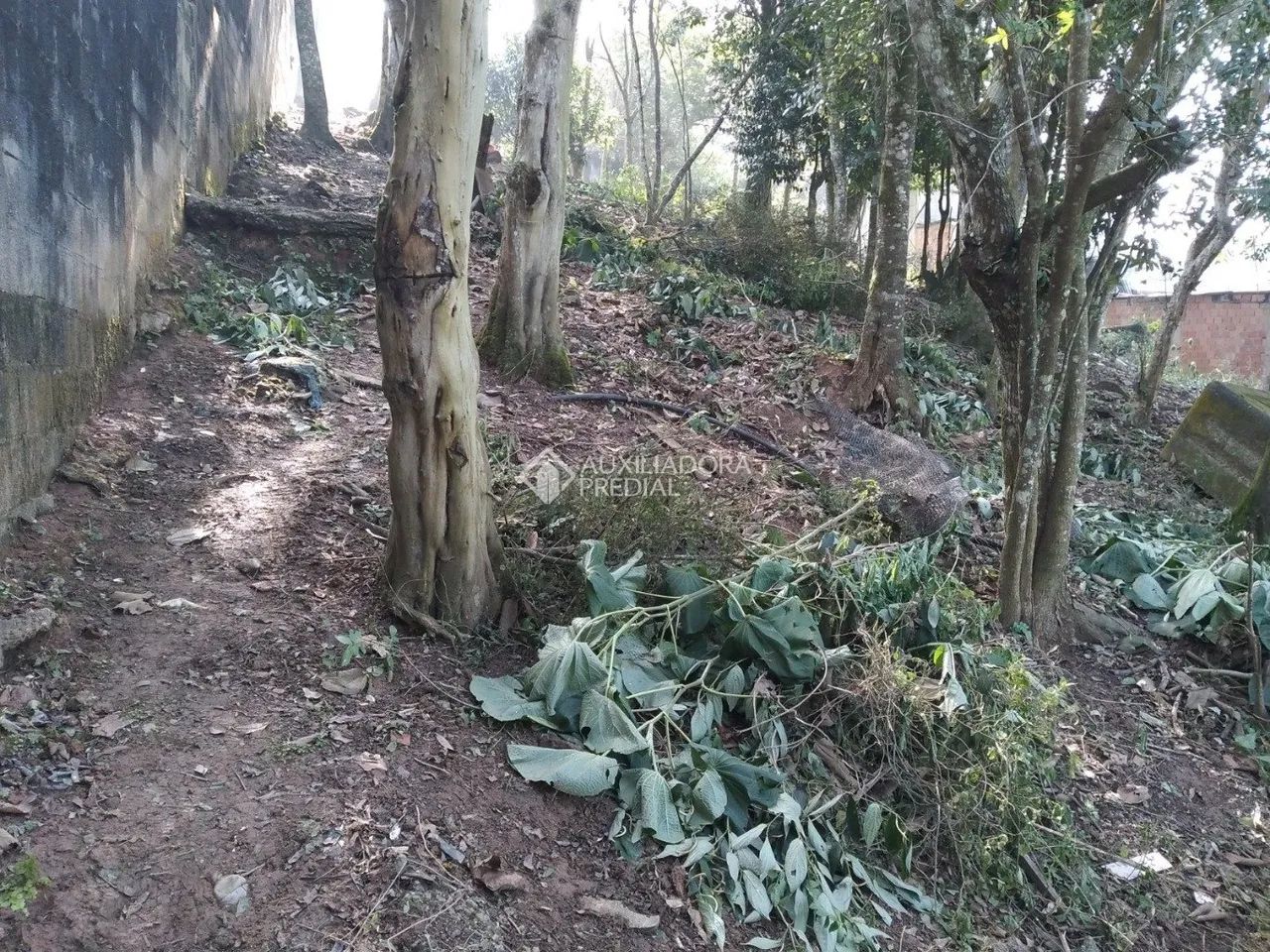 TERRENO - RIACHO GRANDE - SÃO BERNARDO DO CAMPO - Foto 3