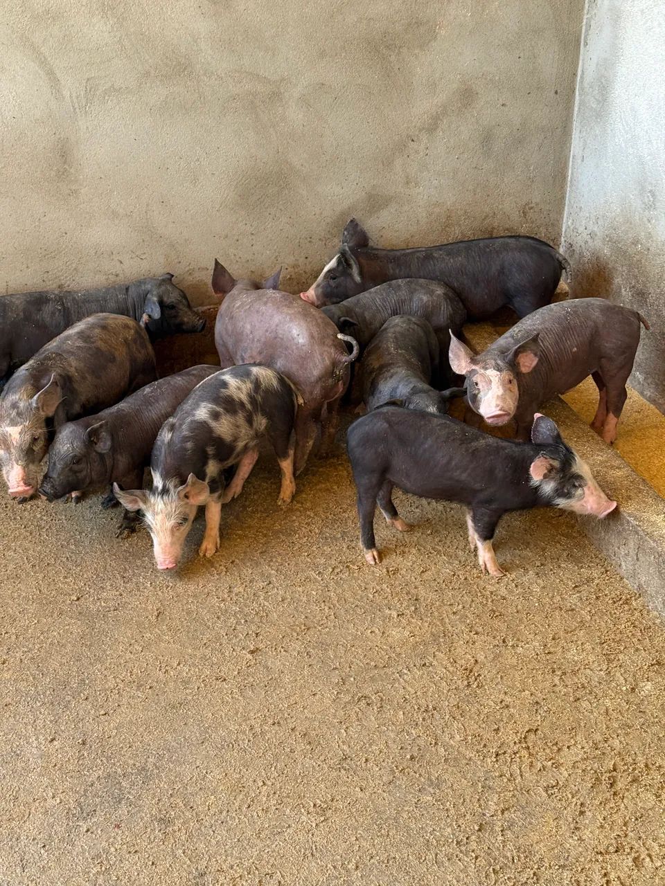 Leitões  - Foto 2