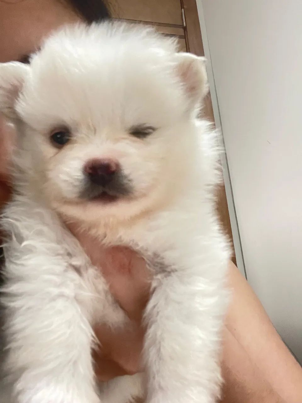 Spitz Alemão macho  - Foto 3