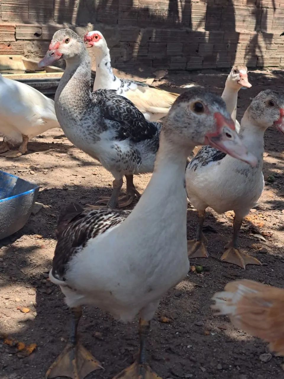 Patos pra vender logo - Foto 3