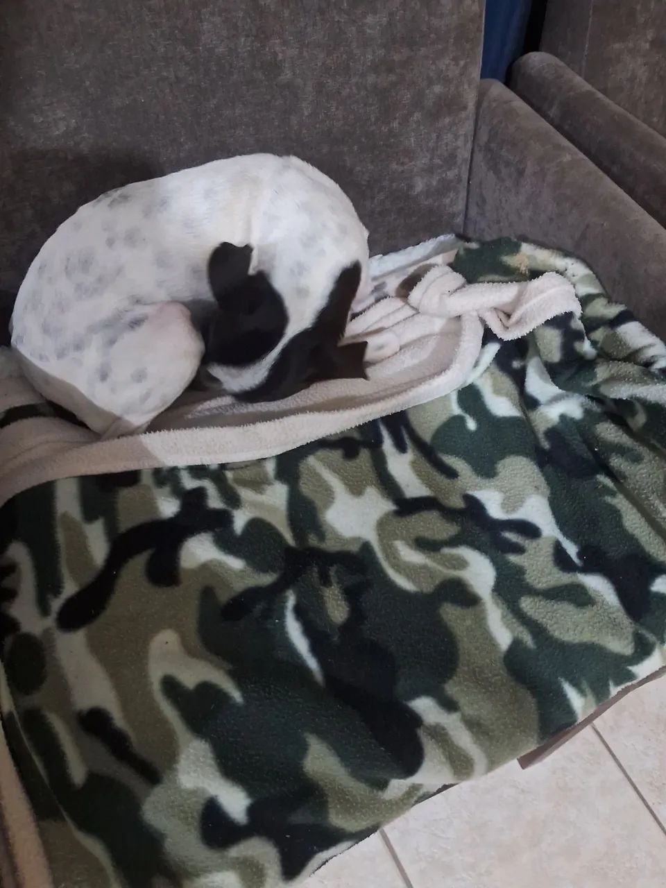 Animal devestimaçao  - Foto 2