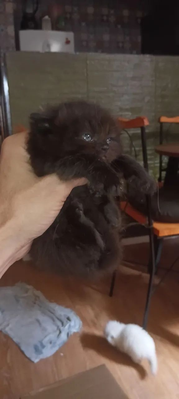 Macho Persa Black  - Foto 2
