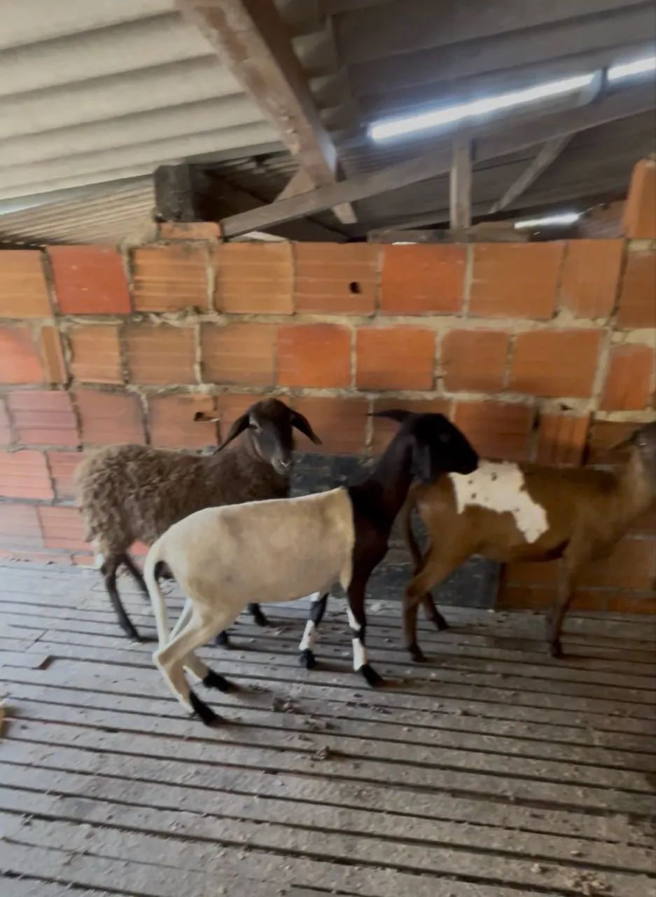 Animal  - Foto 2