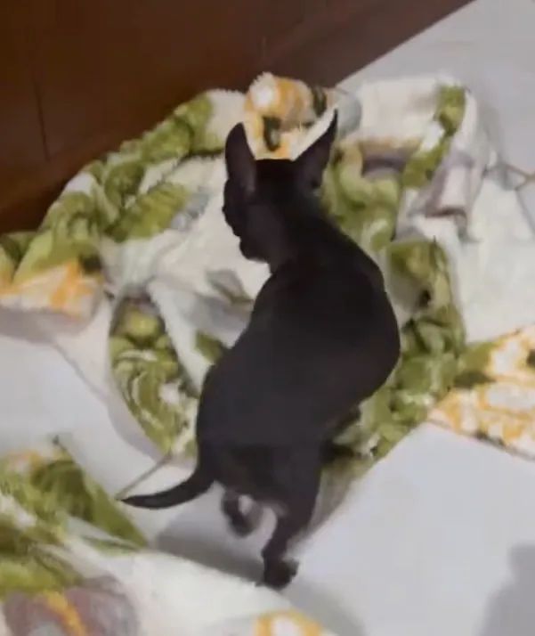 Fêmea de Pinscher número 1 - Foto 5