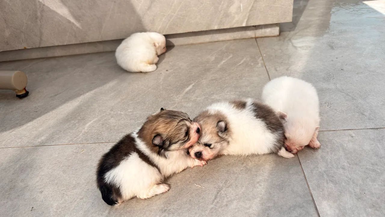 Lulu da pomerania/ spitz - Foto 2