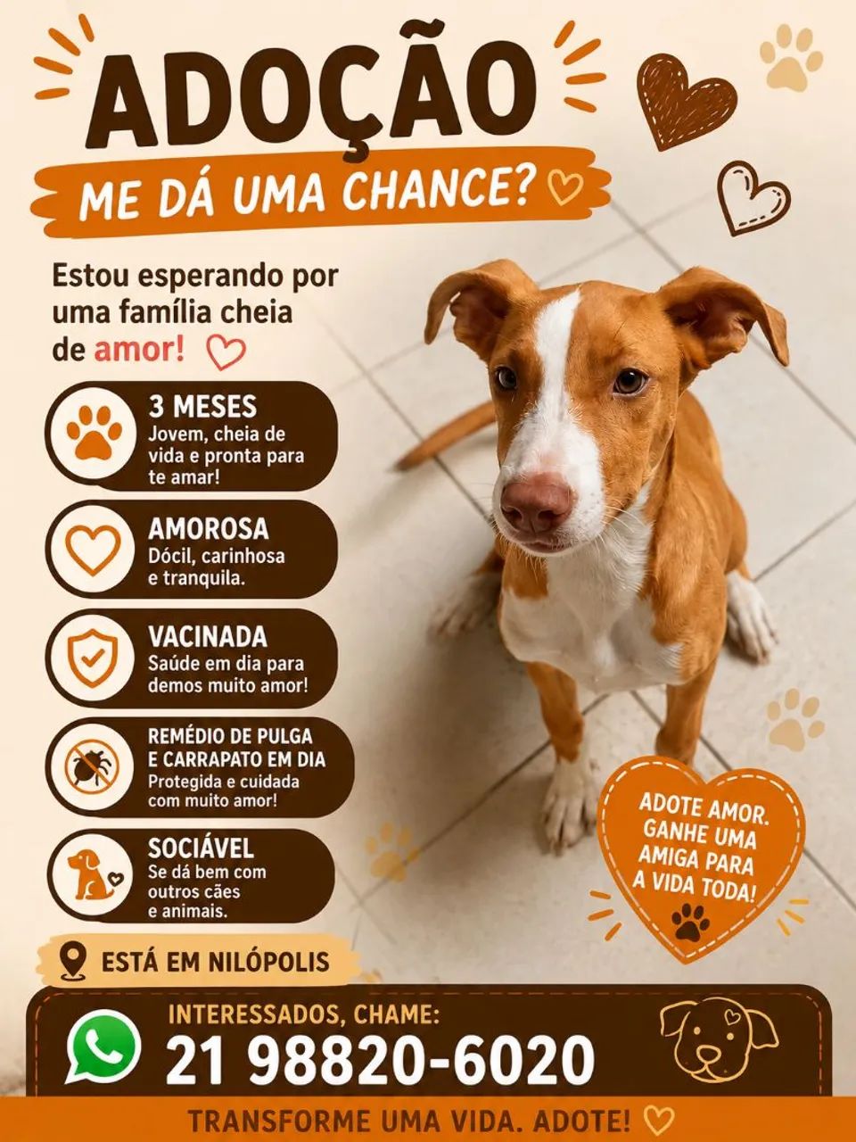 Doação de animais 