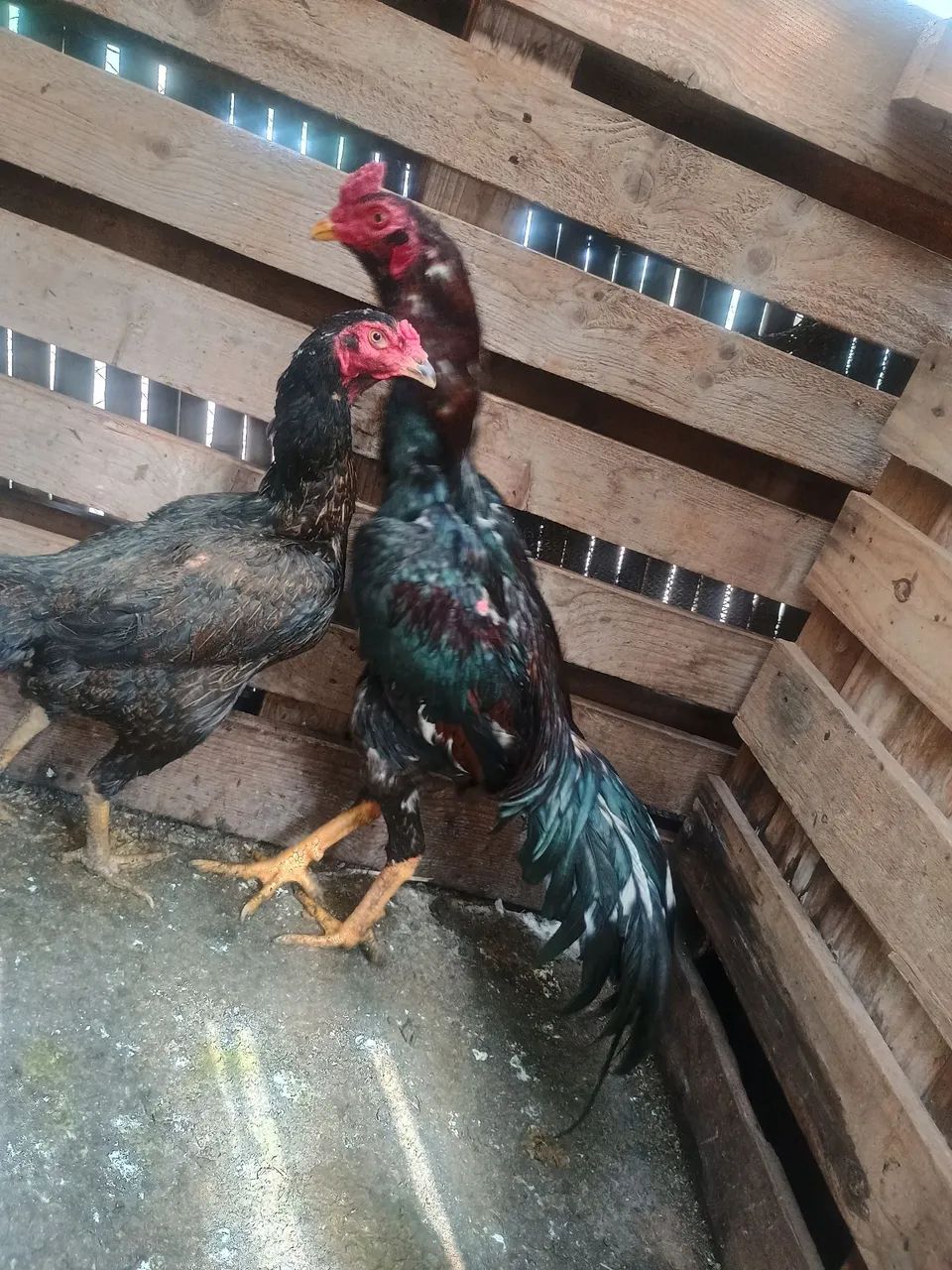 Frango  - Foto 5