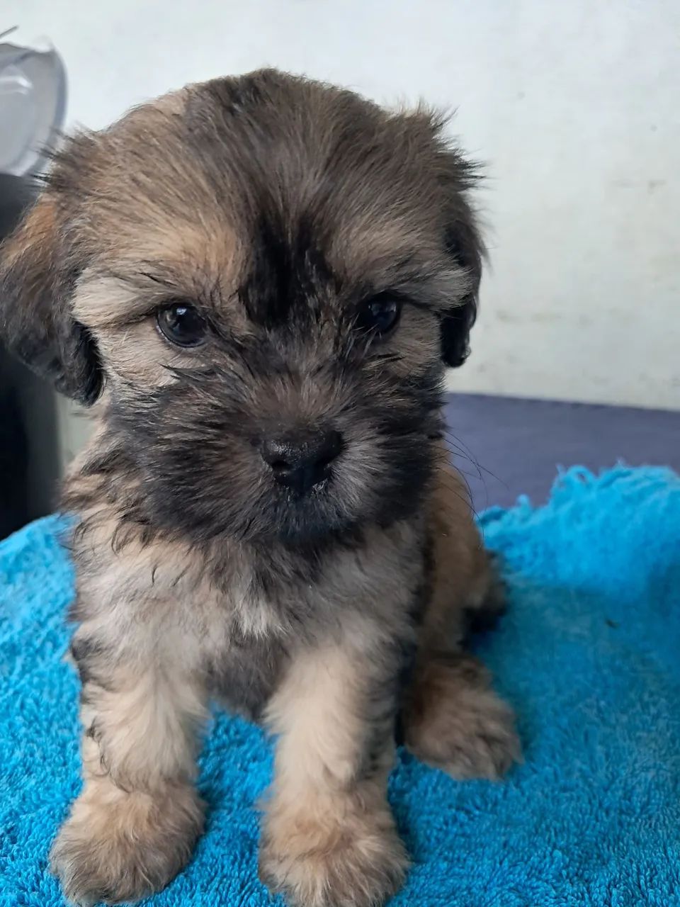 Cachorro - Foto 5