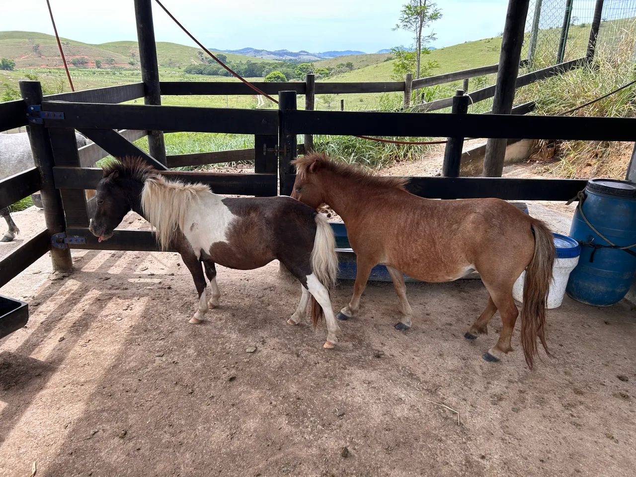 Casal de Mini Pônei - os menores! Lindos - Foto 3