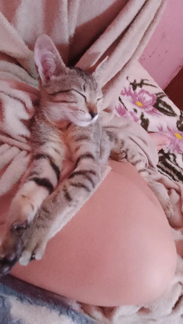 Doação de gato  - Foto 2