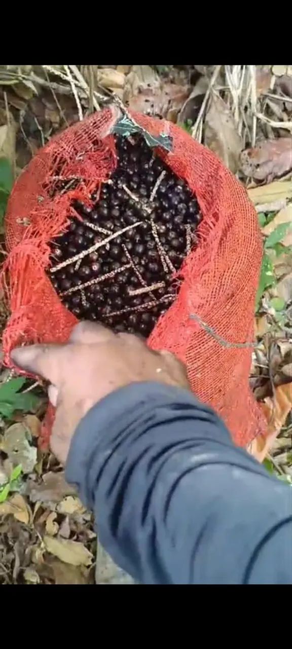 Vende-se Poupa de Açaí orgânicos 15 reais  - Foto 2