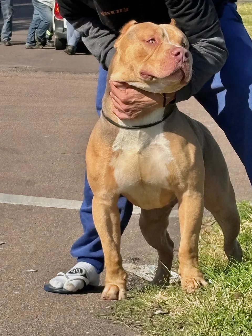 MACHO PIT MONSTER TRI LILAC SABLE DISPONÍVEL PARA VENDA OU