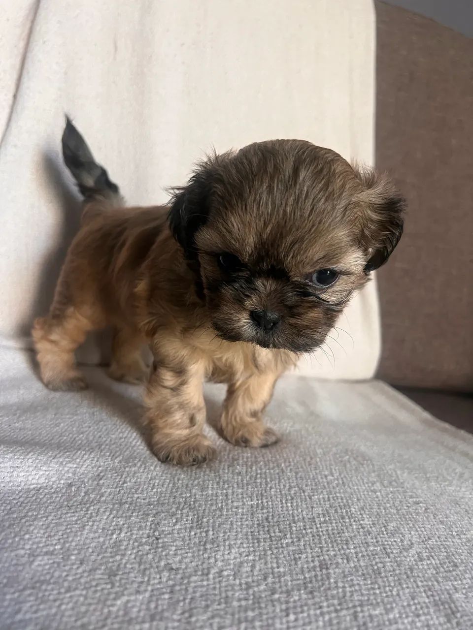 Cachorro  - Foto 4