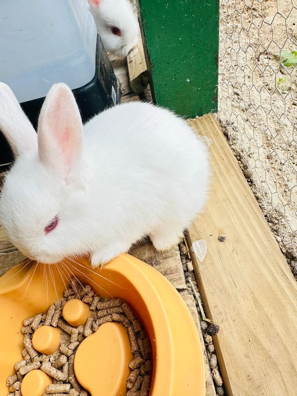 Coelhos - Foto 3