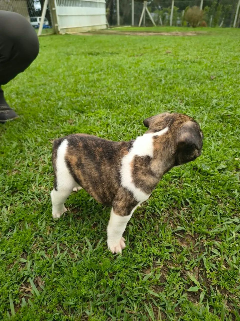 Buldog frances macho - Foto 2