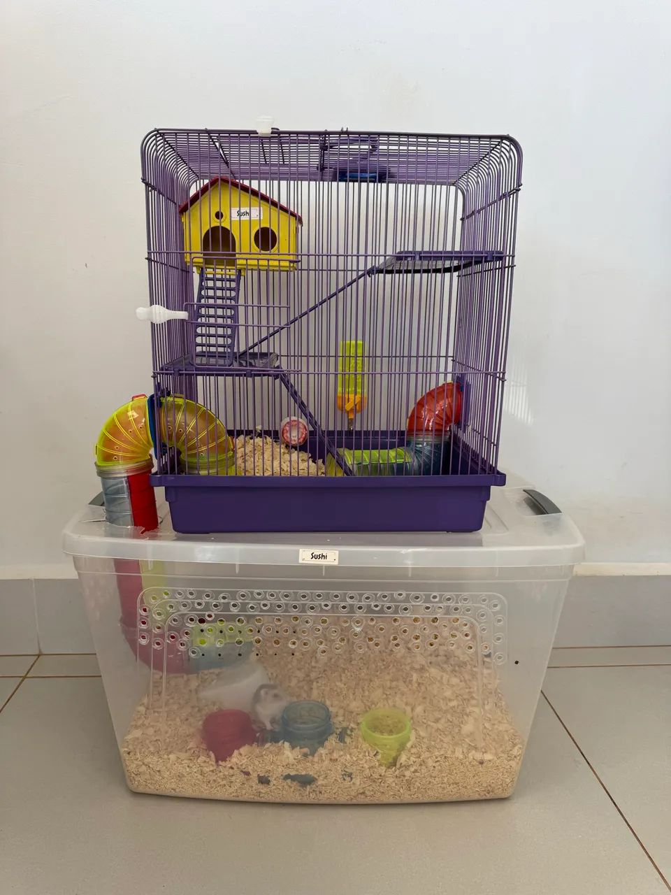 Hamster anão russo - Foto 2