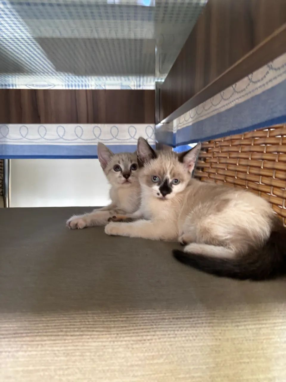 Doação gatinhas gato filhote  - Foto 5